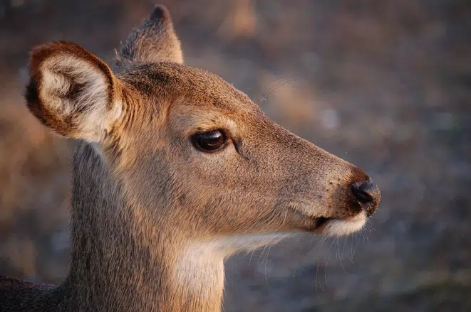 Feeding Deer Now Illegal In Saint John 