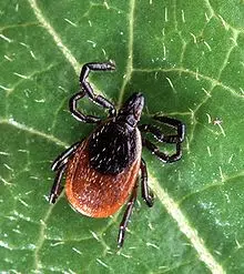 Lyme Disease Awareness Month: How To Prevent It