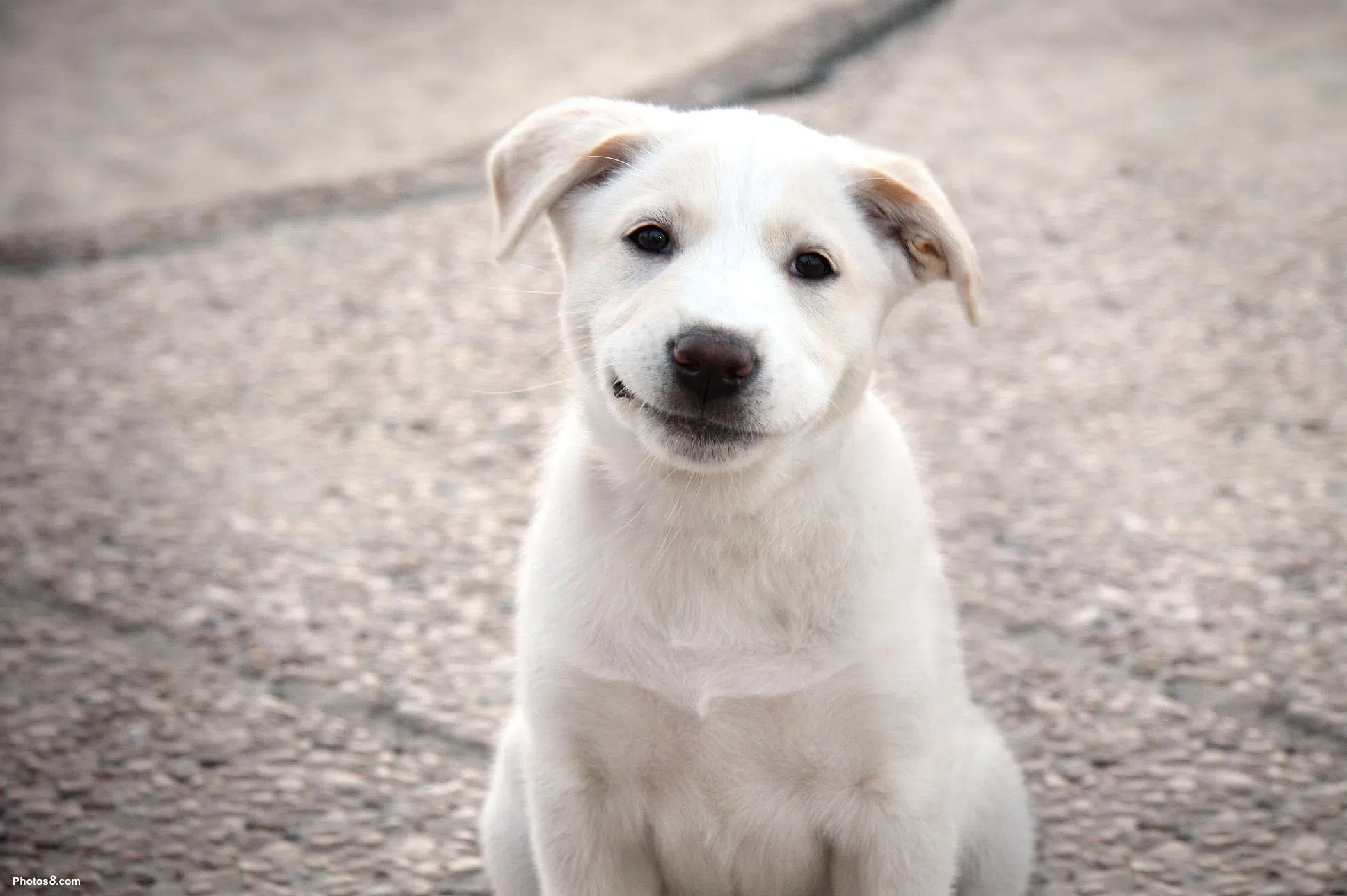 Love Your Dog? Then Clean Up After Him Or Her