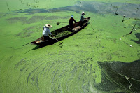 Watch Out For Dangerous Algae