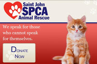 Neutered Cats Lead To More Adoptions, Says SPCA