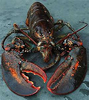 Tentative Deal Reached In Lobster Prices