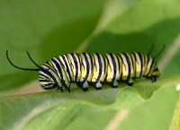 Army Worms Are Back