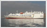 A Ship In Port Is Loading Live Cattle For Russia