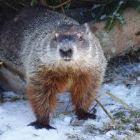 6 More Weeks Of Winter, Predicts Groundhog