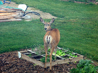 Deer Breaks Into Bedroom