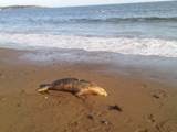 Dead Seal Found On Local Beach