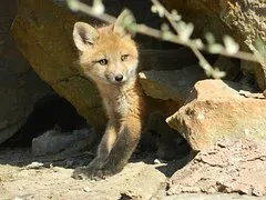 Foxes Creating Havoc For Small Pets In Neighbourhood Off Loch Lomond Road