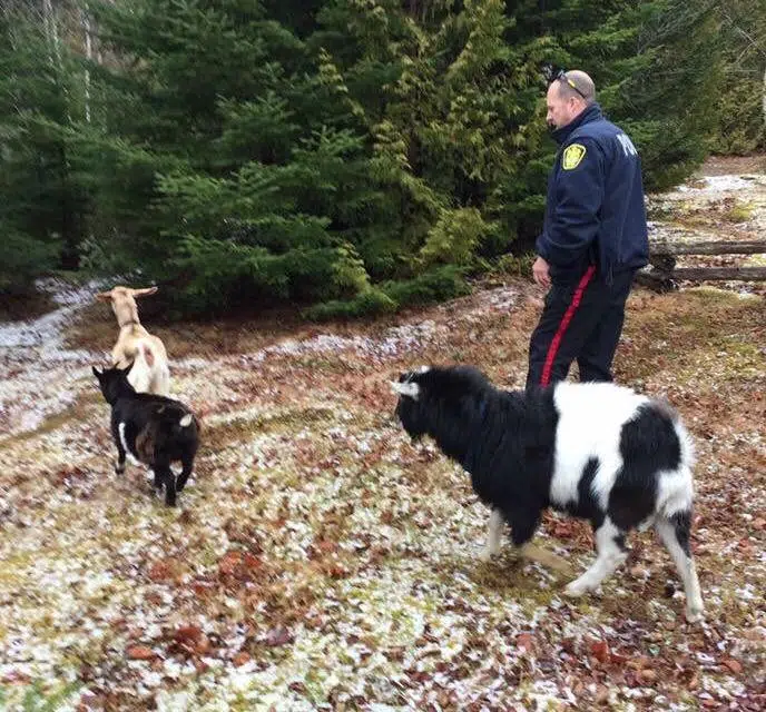 Saint John Police Rescue Three Abandoned Goats, Find Them New Home