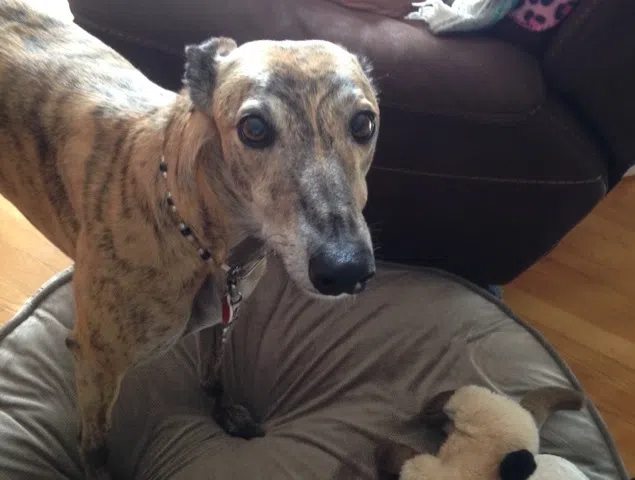 MGAP Says Fostering A Greyhound, A Rewarding Experience