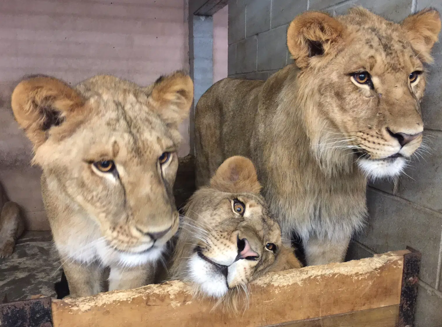 Two African Lions Are Coming to the Cherry Brook Zoo