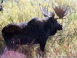 Province Announces Moose Draw Dates