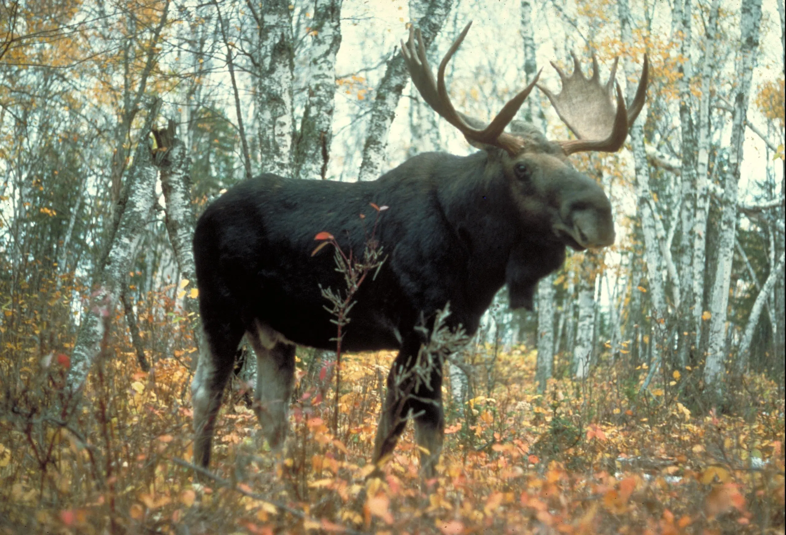 Submit 2015 Moose Draw Applications Now