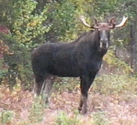 Annual NB Moose Hunt Begins Tomorrow