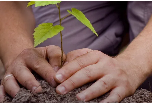 Planting Trees To Set World Record