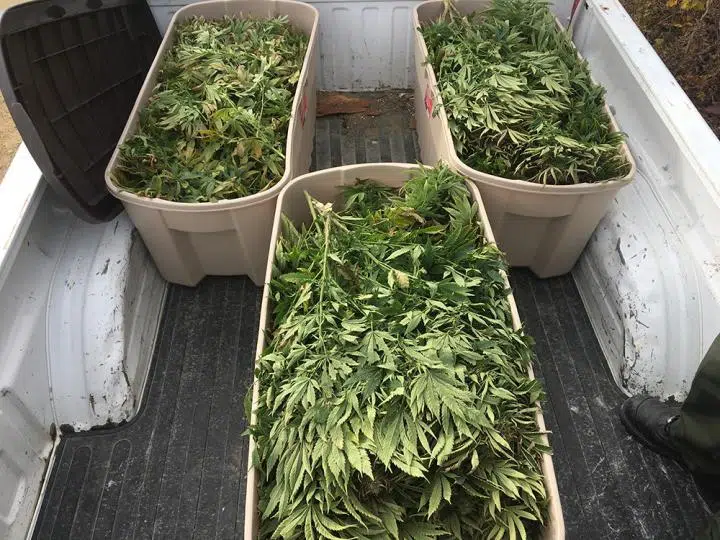 Man Arrested After Marijuana Plants Seized