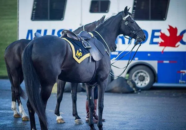 Children Encouraged To Enter RCMP "Name The Foal" Contest