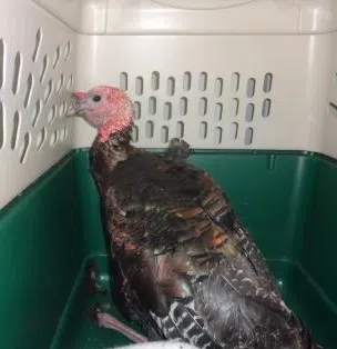 Have You Lost Your Turkey?  Check With The Greater Moncton SPCA