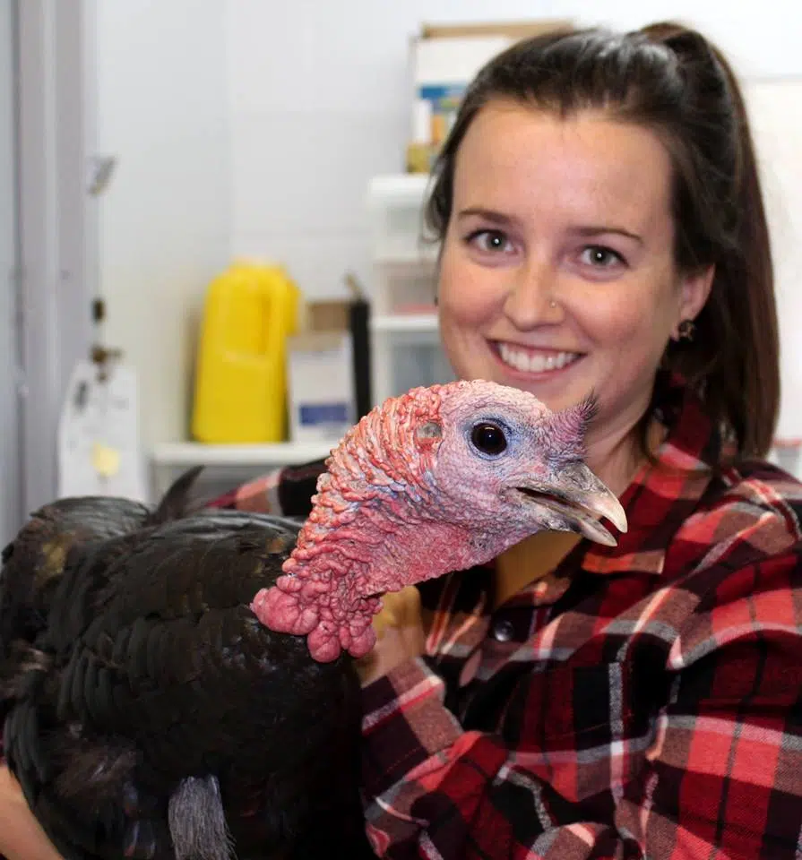 Herbie The Turkey Has  A New Home