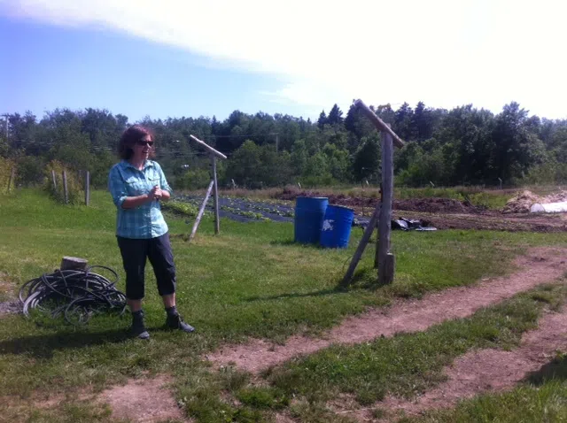 Urban Farming Growing In Popularity