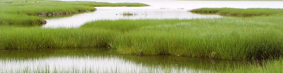 Ducks Unlimited Canada Ensuring Wetlands Along Wolastoq Remain For Generations