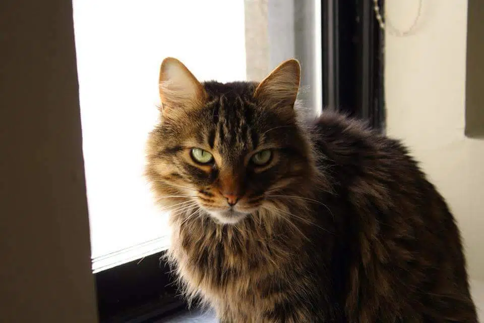 Cat Found More Than A Year After Going Missing In Saint John