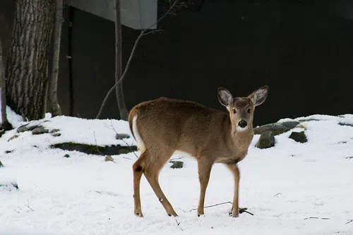 City Submits Application For Deer Management Program