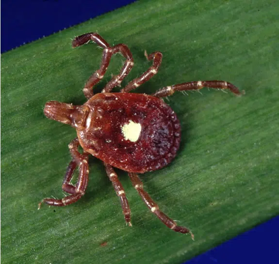 Identifying And Mapping Ticks In NB