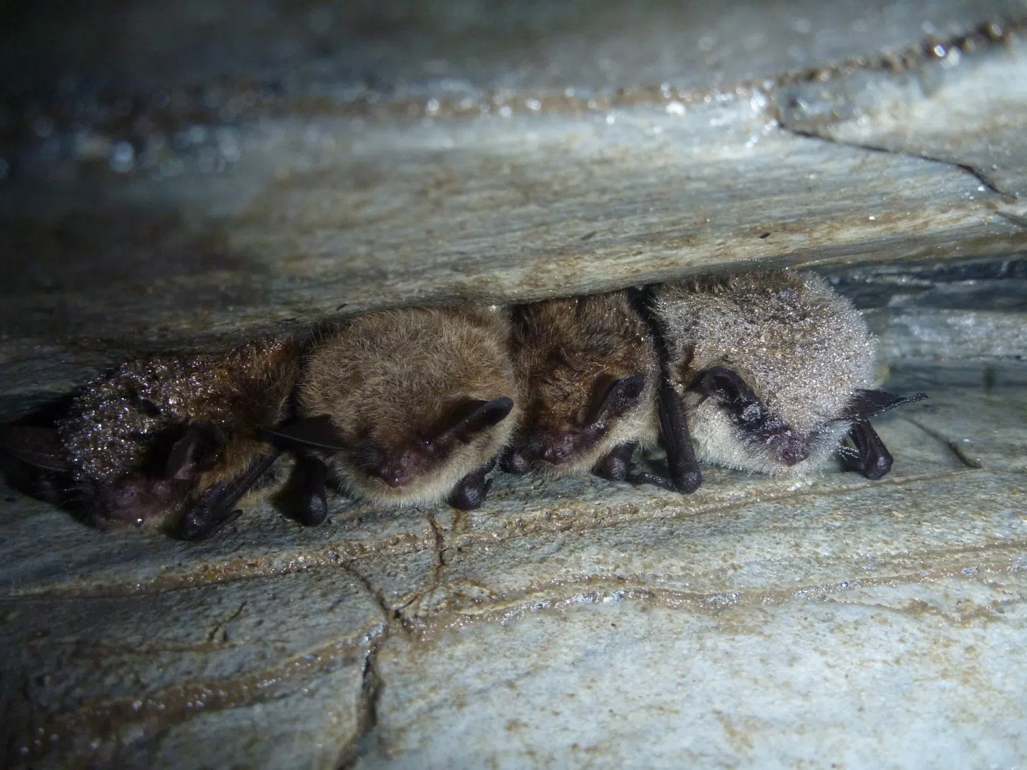 Bat Bite Prompts Rabies Concern