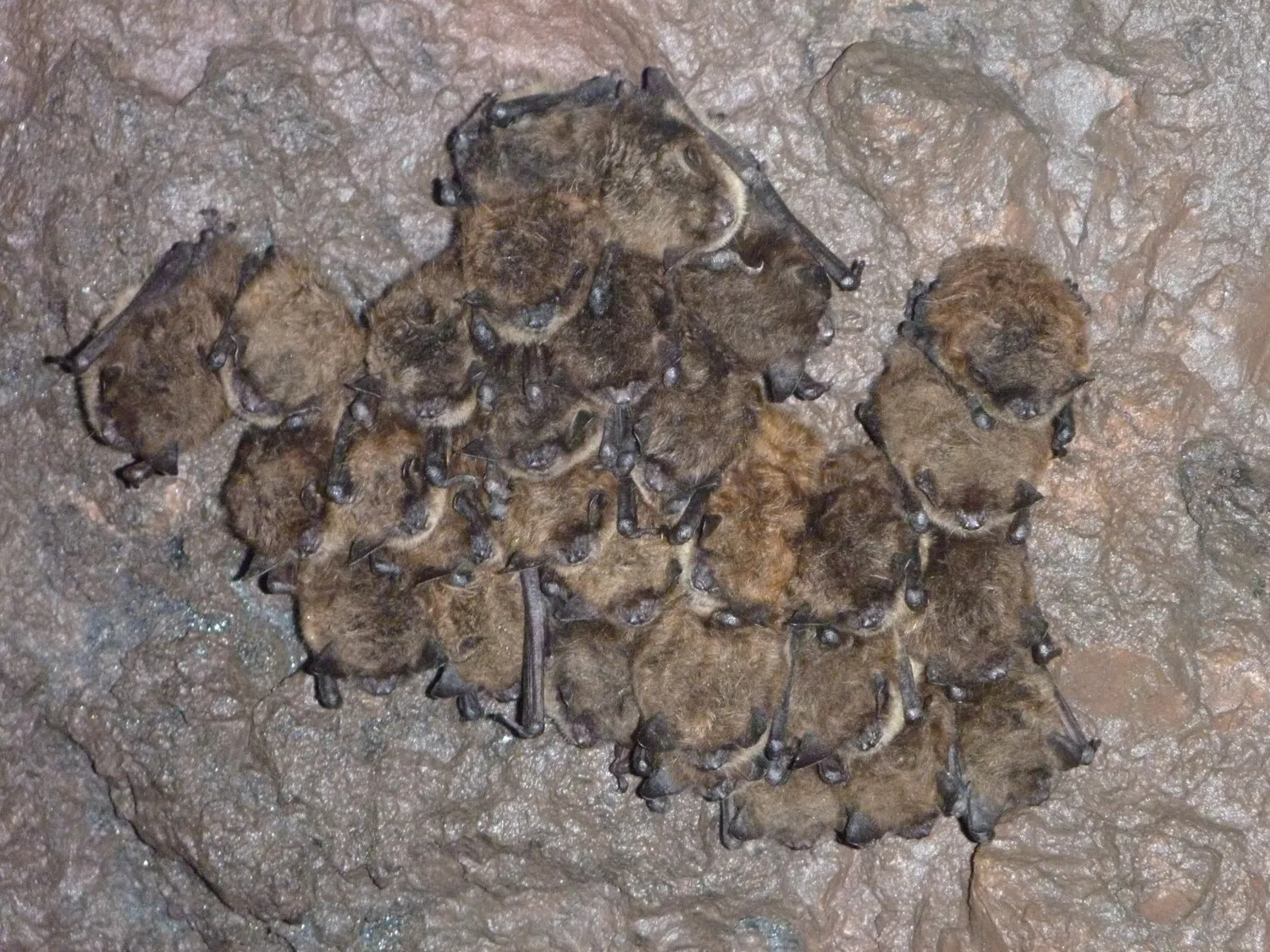 Wanted: Bats Located In Your Home For A Big Study