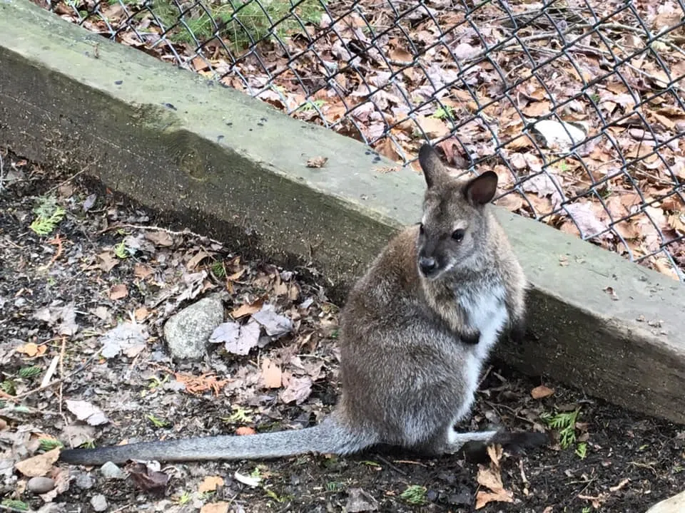 Cherry Brook Zoo Welcomes A Baby Wallaby