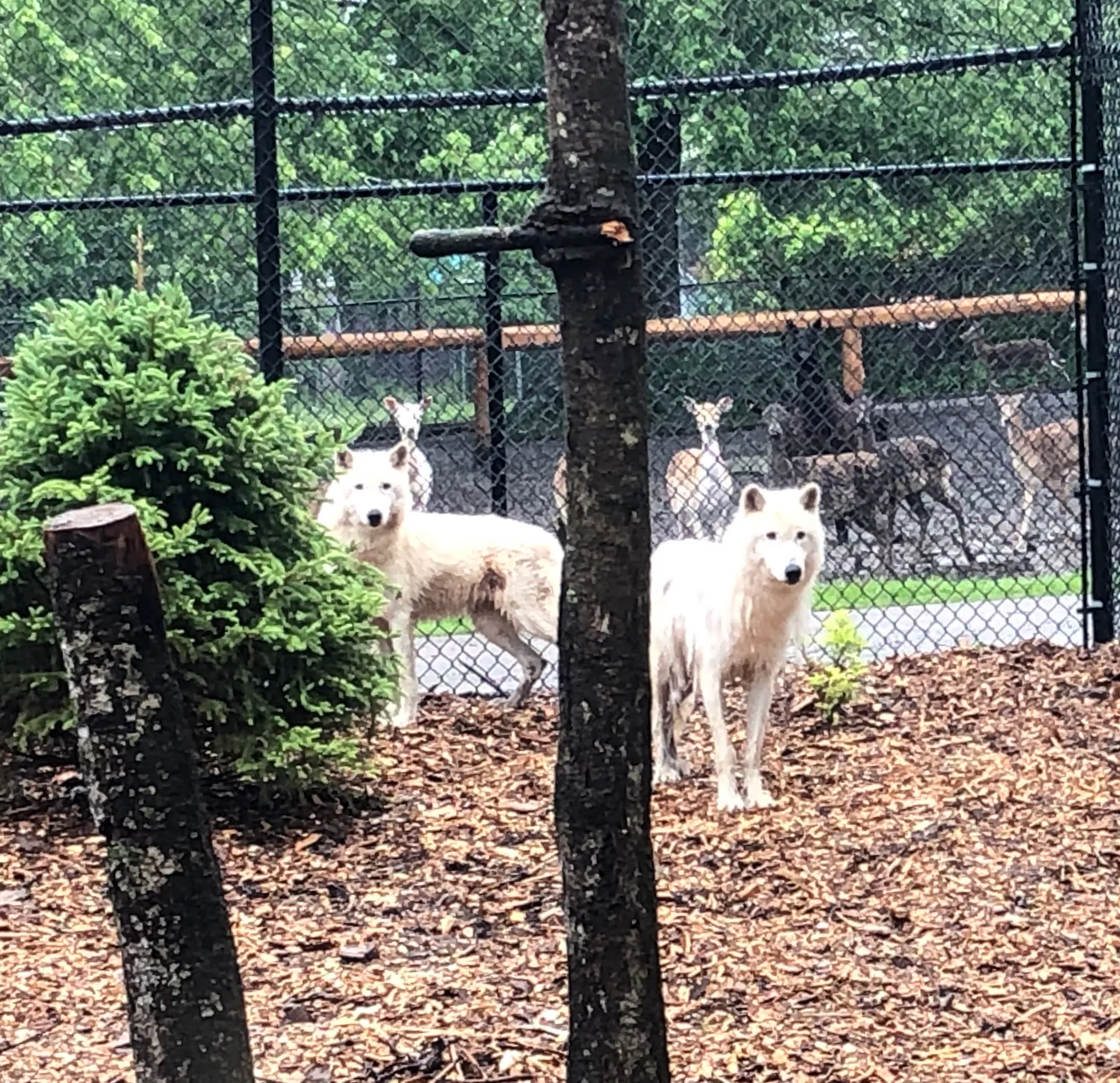 Upgrades To Magnetic Hill Zoo’s Arctic Wolf Exhibit