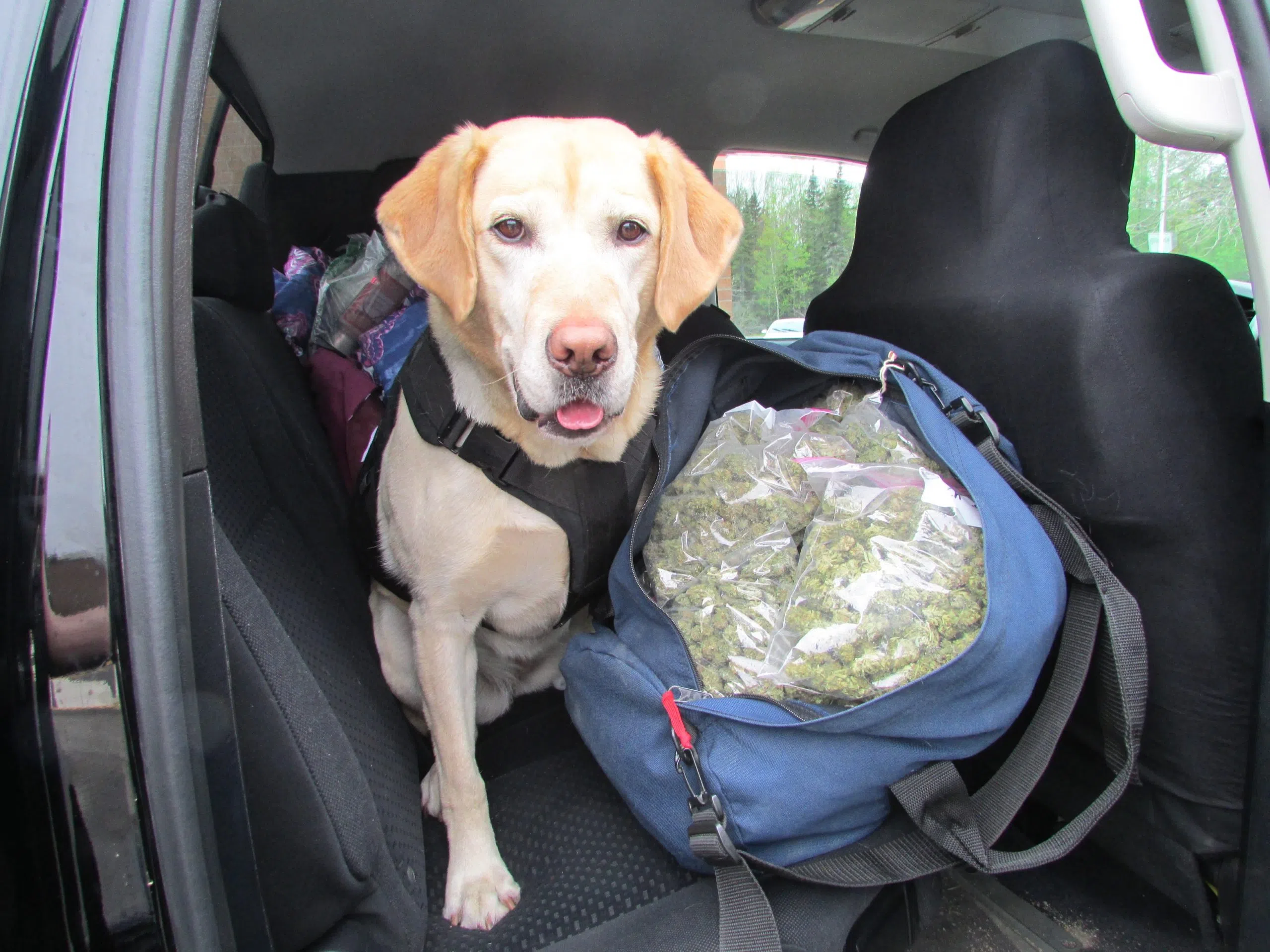 Cannabis Seized At Woodstock Port Of Entry 