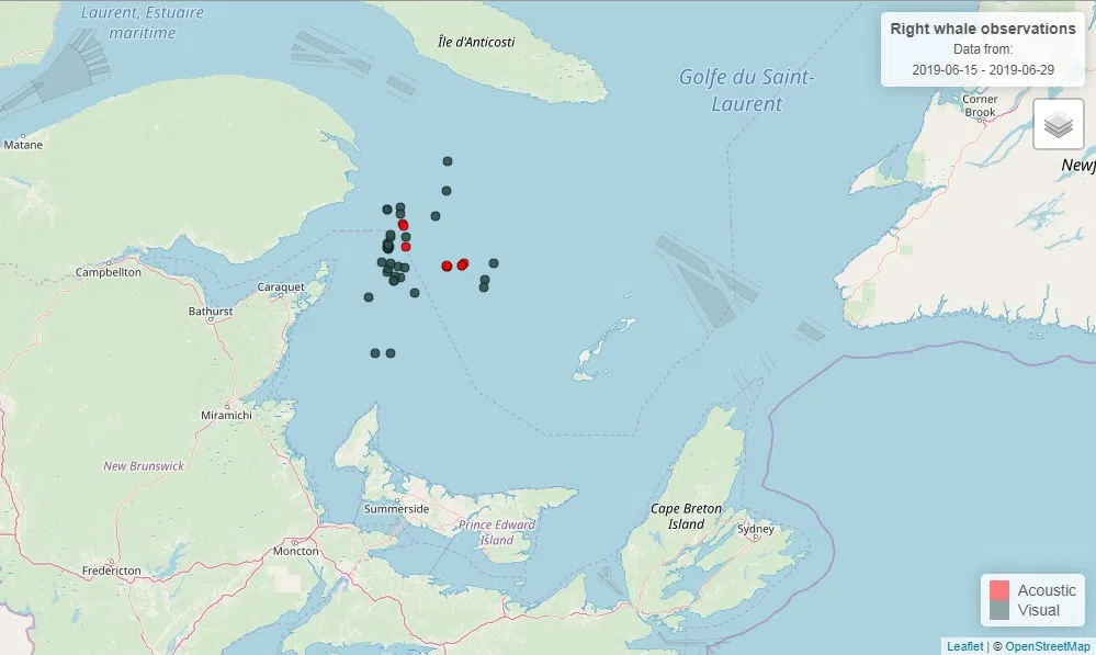 Right Whale May Have Been Struck By Vessel