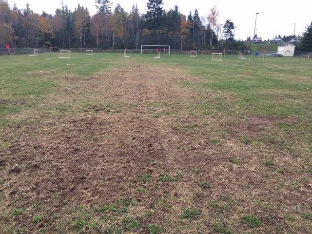 European Grub Spraying in Quispamsis To Avoid Damaged Fields Again