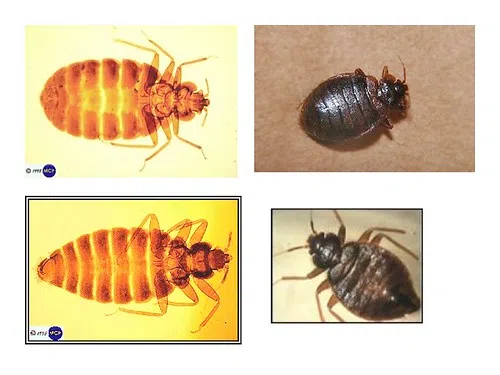 Don’t Let Bedbugs Ruin Your Vacation