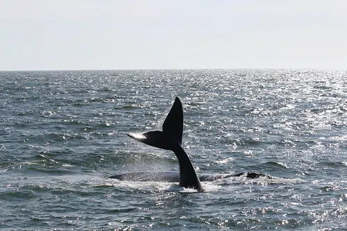 More Tangled Right Whales Spotted 