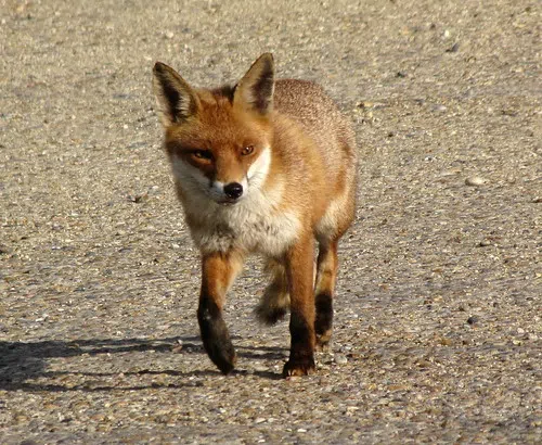 Learning More About Rabies Prevention