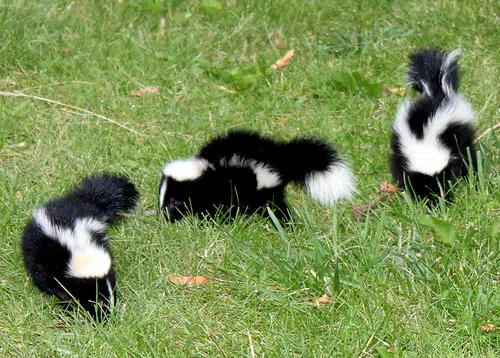 Rabid Skunk Found In St. Stephen