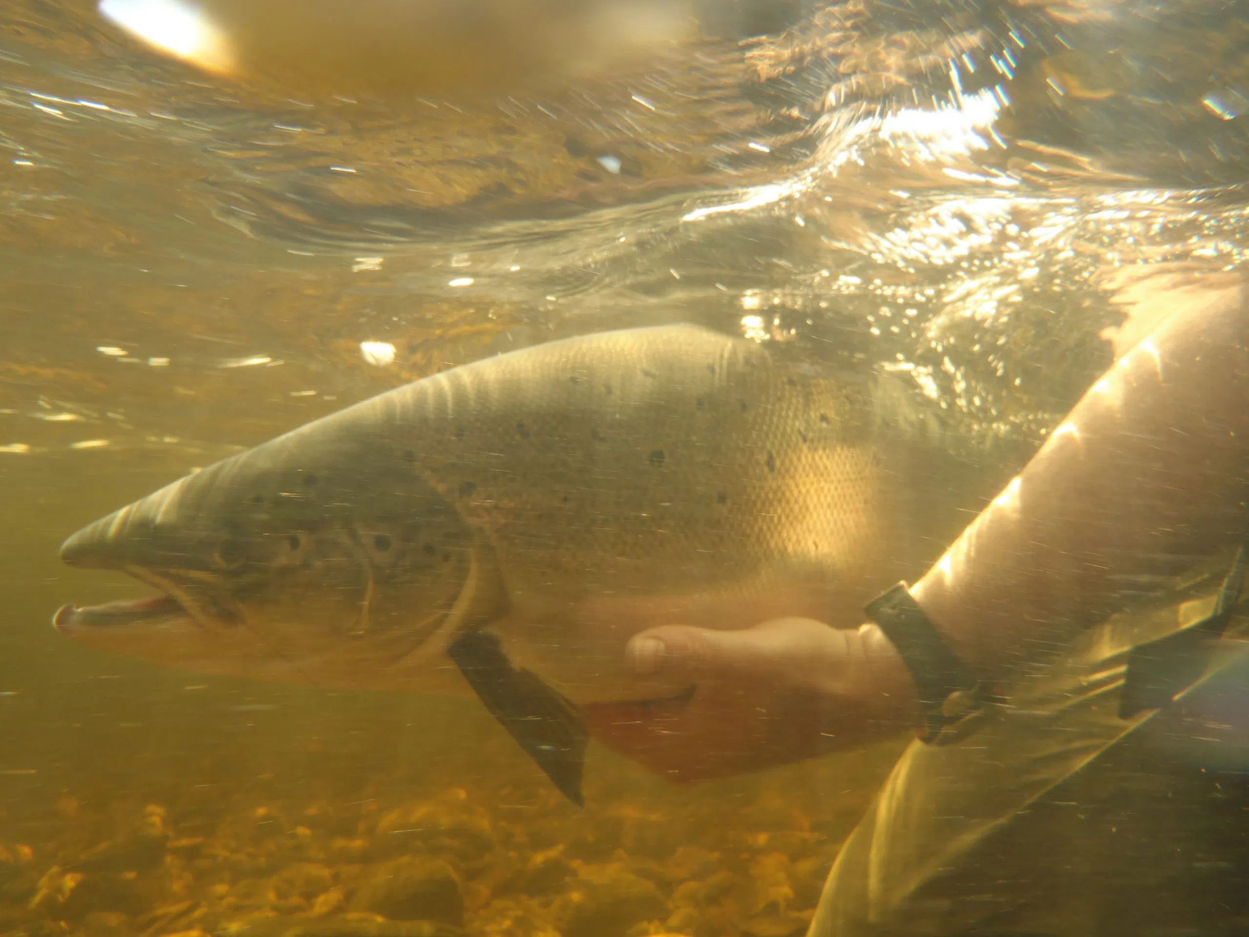 Group Concerned Over Lack Of Action To Save Miramichi Atlantic Salmon