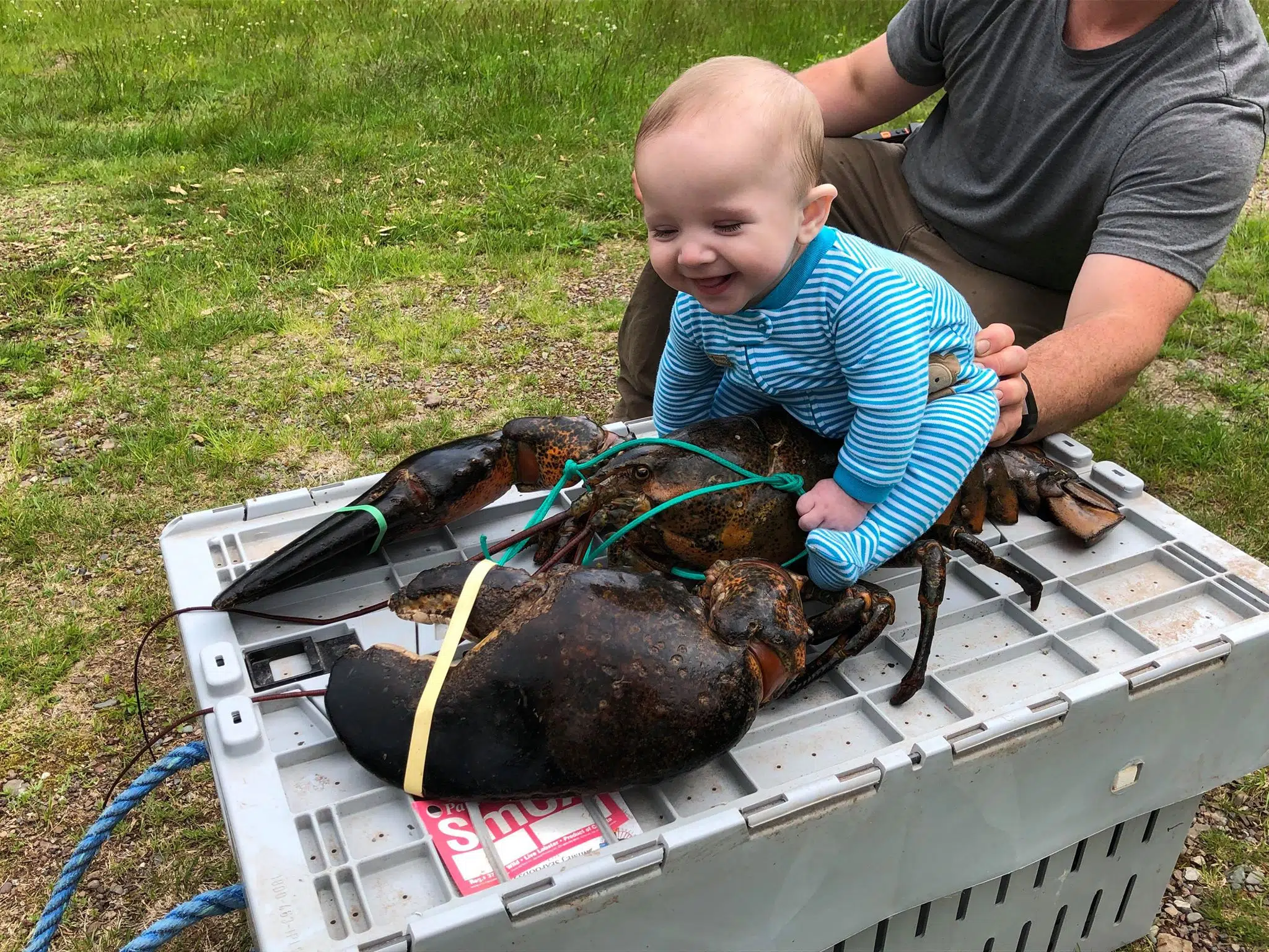 A New Brunswick Lobster and A Baby Become A Media Sensation