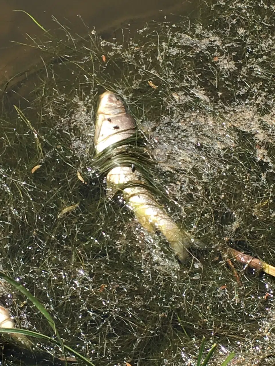 What Killed A Lot Of Fish In Jones Lake In Moncton?