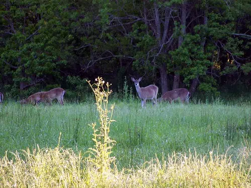 Apply Now For N.B. Antlerless Deer Draw