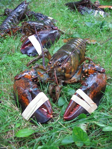 Over $25,000 Worth Of Stolen Lobster Recovered