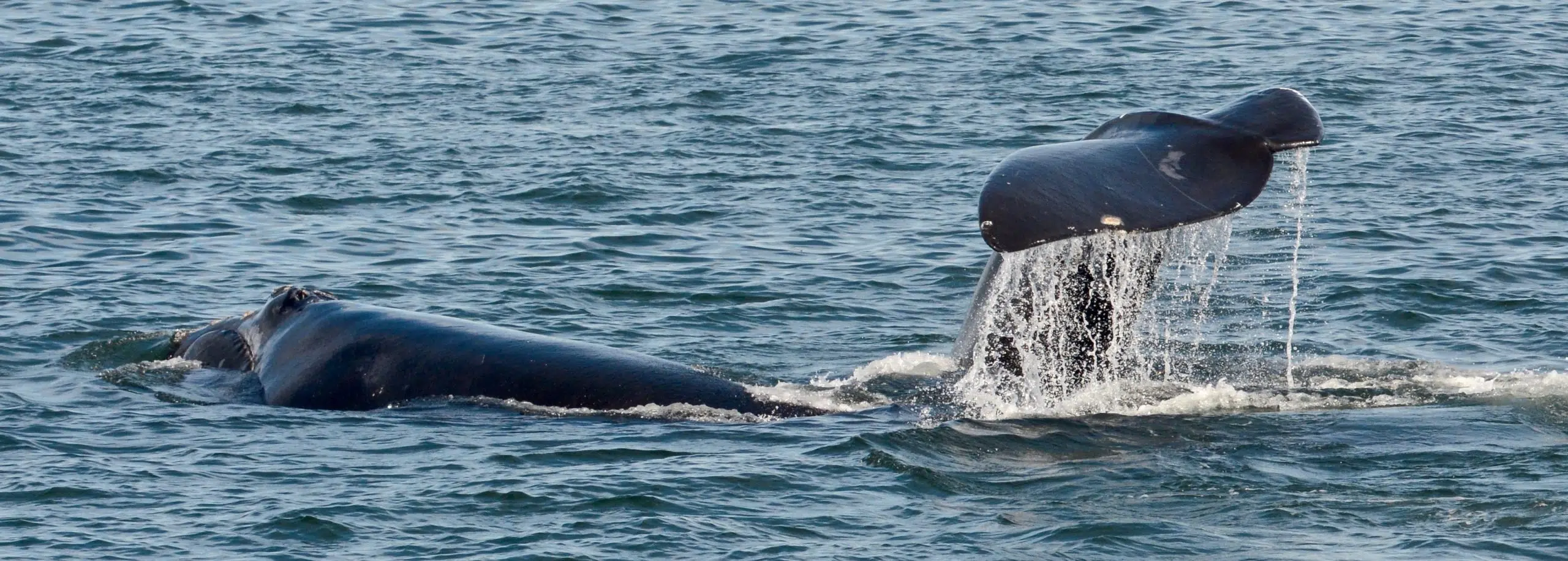 More Regulations To Protect North Atlantic Right Whales