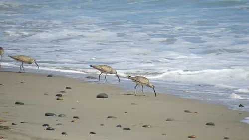 Sandpipers To Be Celebrated In Dorchester This Weekend