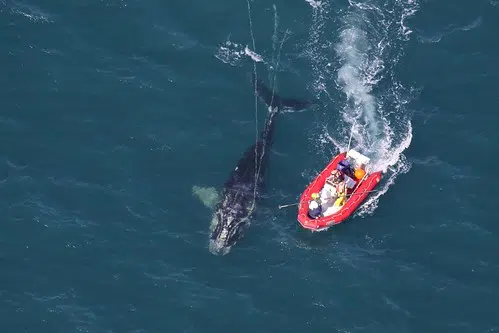 Entangled Right Whale Now Gear-Free