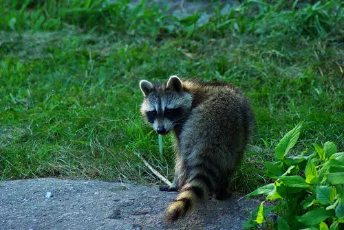Dead Raccoons Found In Quispamsis Lake