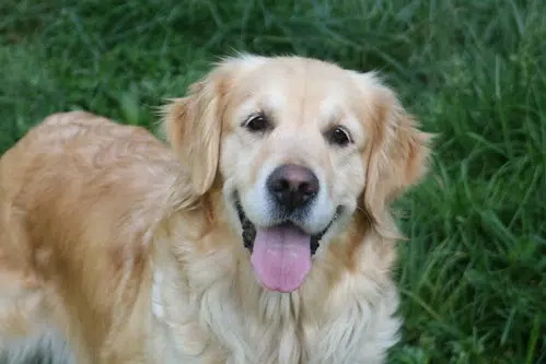 Dog Rescue Group Expanding Into New Brunswick 