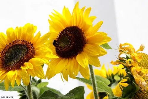 Sunflowers Highlighted At First Time Festival